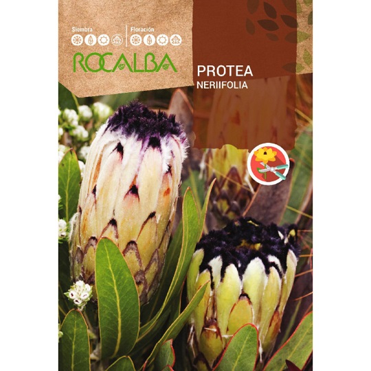 Protea neriifolia cukorcserje vetőmag