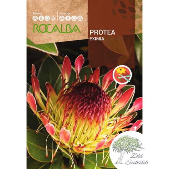 protea eximia vetőmag Rocalba