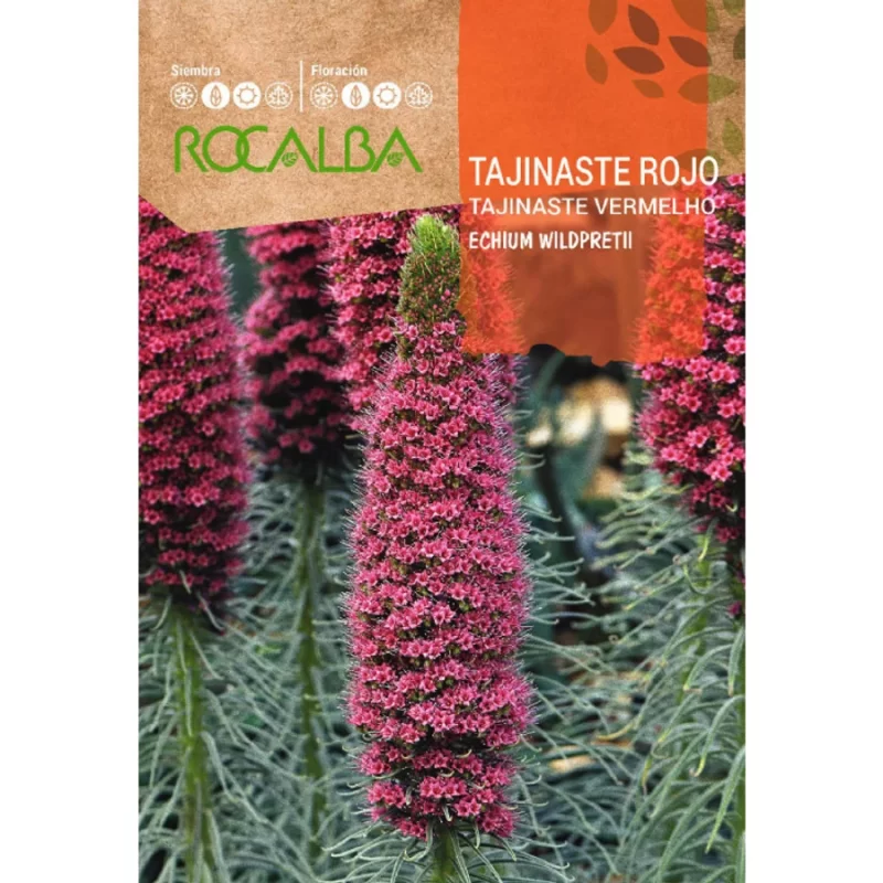 Kígyószisz vetőmag, Rocalba