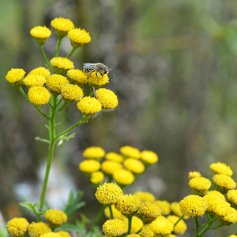 Lonas vetőmag- sárga, SzentesiMag
