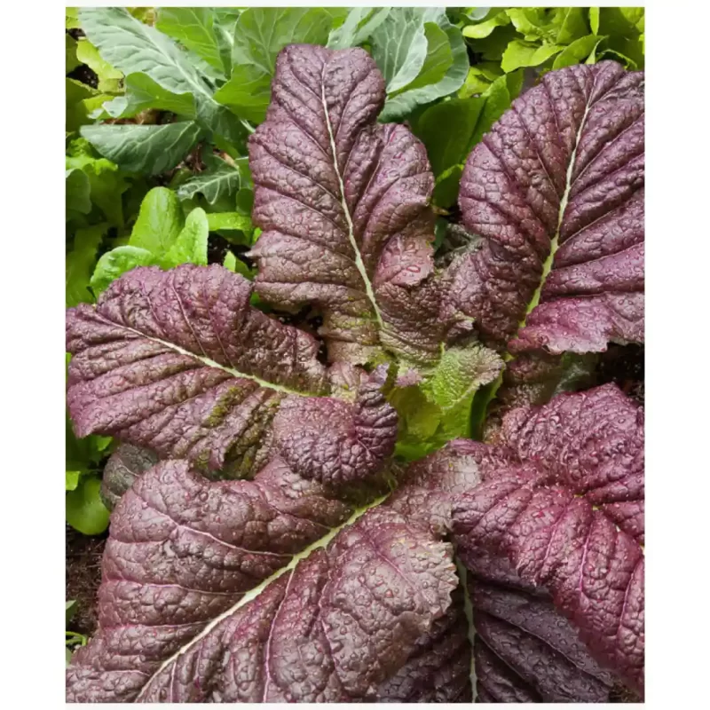 Indiai mustár vetőmag- Red Giant, SzentesiMag