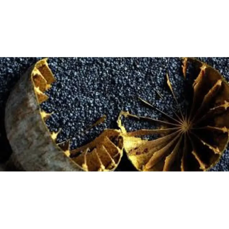 Őszi mák vetőmag- Zéno Plusz, 10 g, SzentesiMag 1