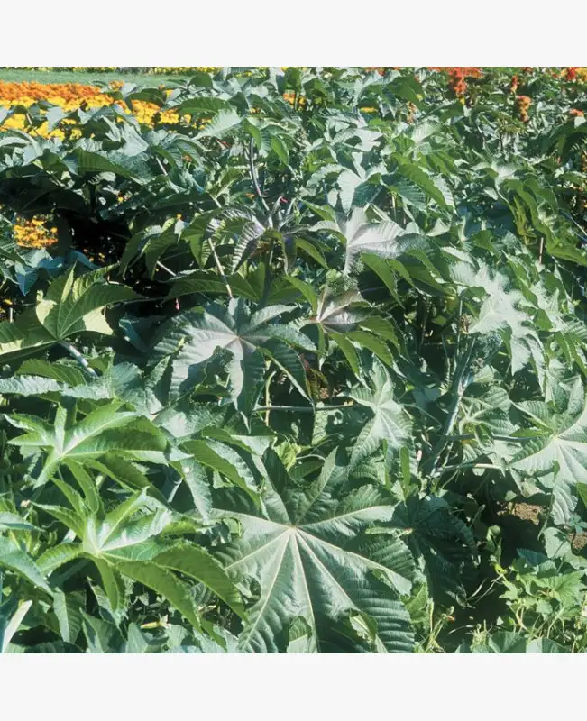 Ricinus növény zöld levelű fajta