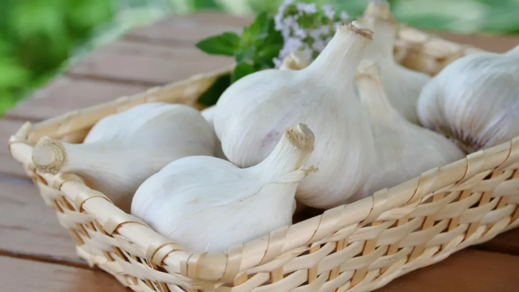 Az őszi fokhagyma ültetése