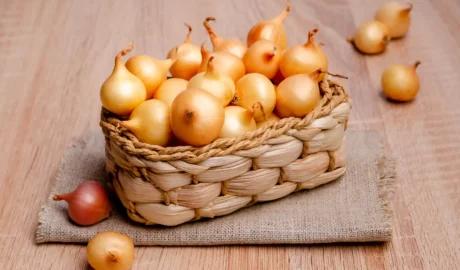 Őszi dughagyma ültetése a korai zöldhagyma titka