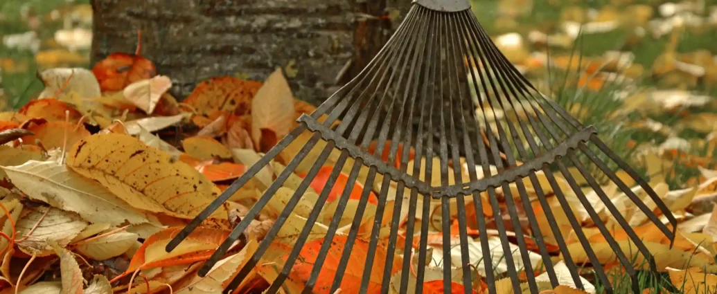 Novemberi kerti teendők így készítsd fel a kertet a télre