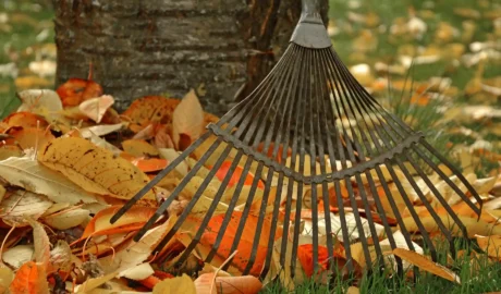 Novemberi kerti teendők így készítsd fel a kertet a télre