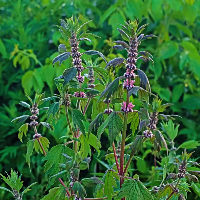 Szúrós gyöngyajak vetőmag, 1 g- SzentesiMag