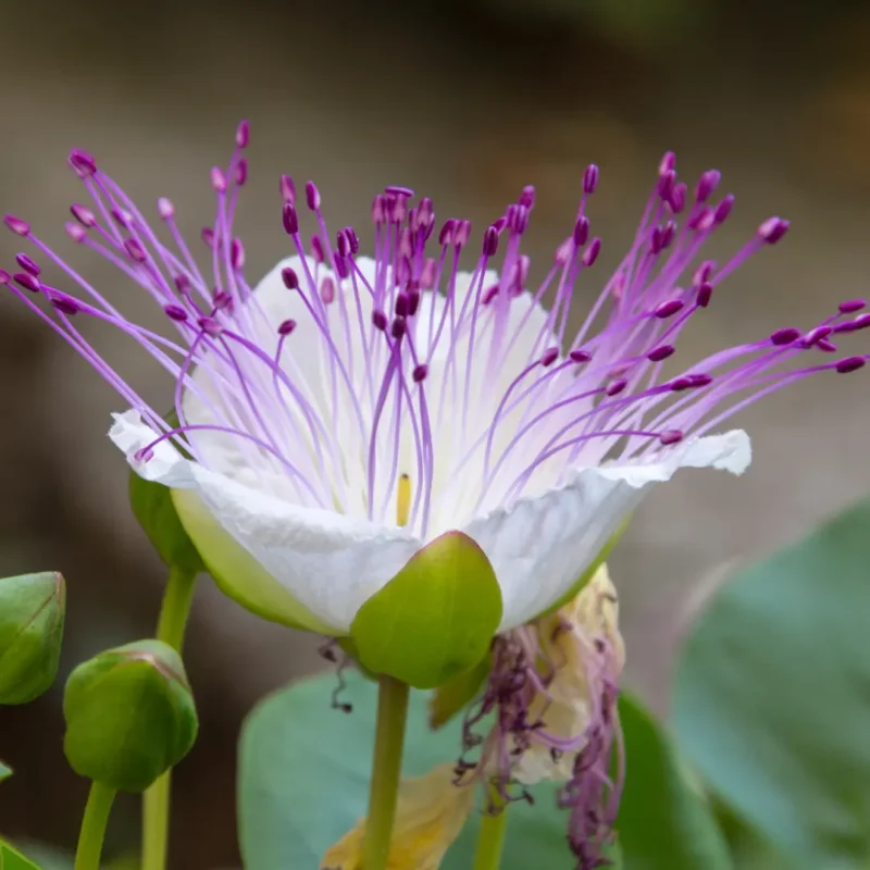 Tüskétlen kapri cserje vetőmag- 20 mag, SzentesiMag