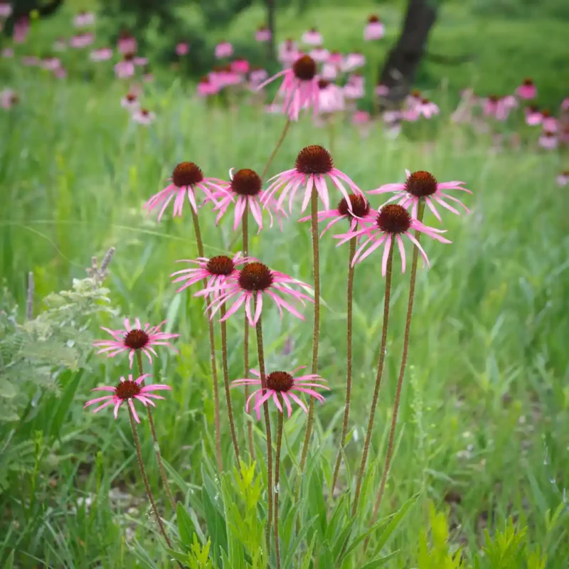 Halvány kasvirág vetőmag, 0,5 g – SzentesiMag