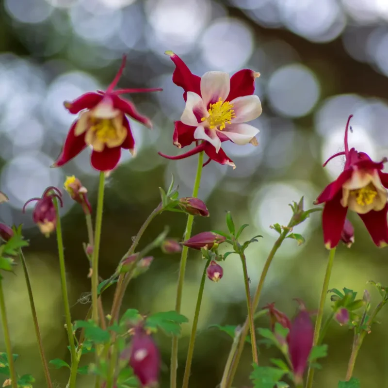 Harangláb vetőmag, színkeverék, 0,05 g – Agrosem