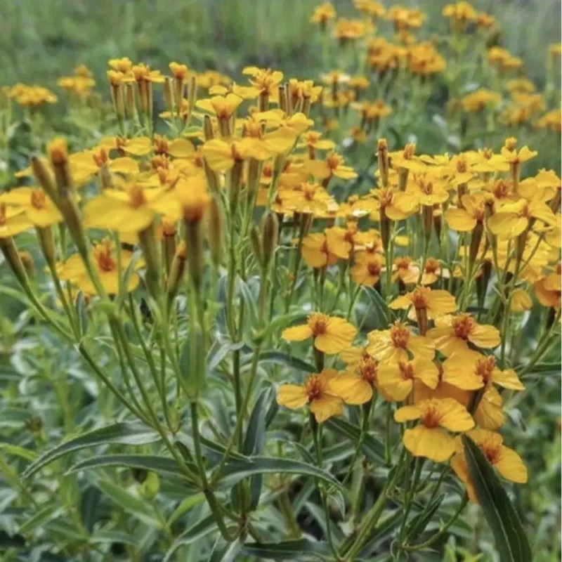 Mexikói tárkony Fénylő bársonyvirág vetőmag, 200 mag – SzentesiMag