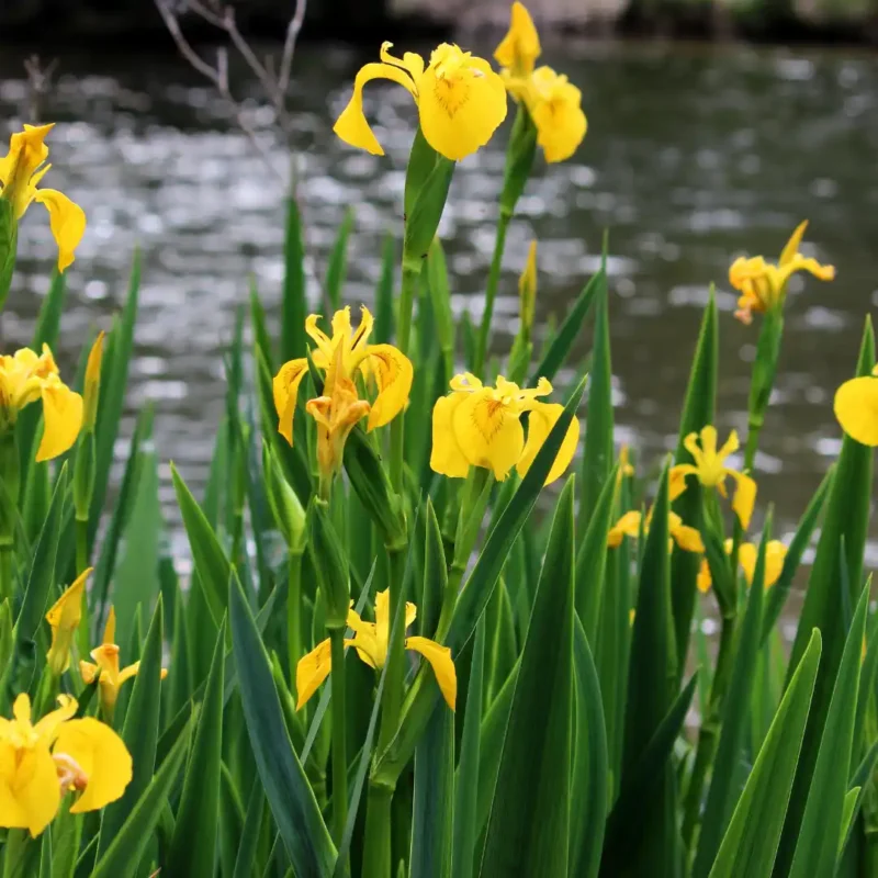 Mocsári nőszirom vetőmag, sárga, 50 mag – SzentesiMag