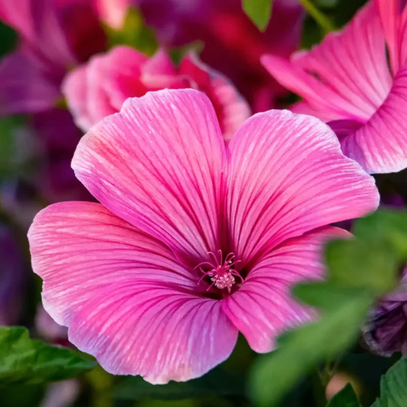 Tölcsérmályva vetőmag, színkeverék, 0,5 g – Agrosem