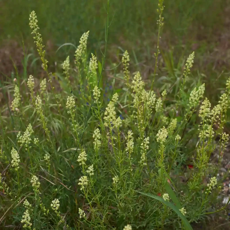Vadrezeda vetőmag, 500 mag – SzentesiMag