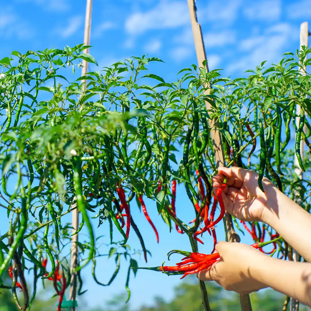 Chili paprika vetőmag, Cayenne 3