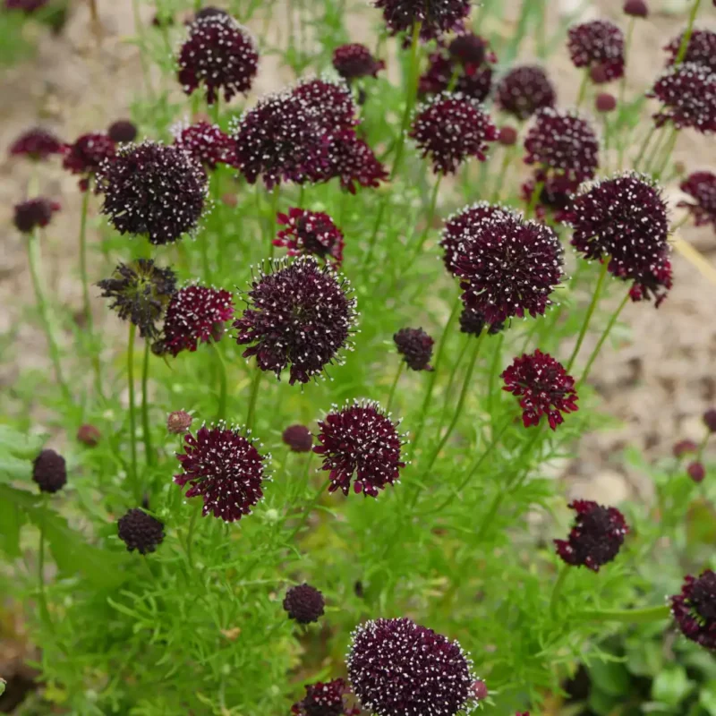 Ördögszem vetőmag, színkeverék, 1 g – Agrosem