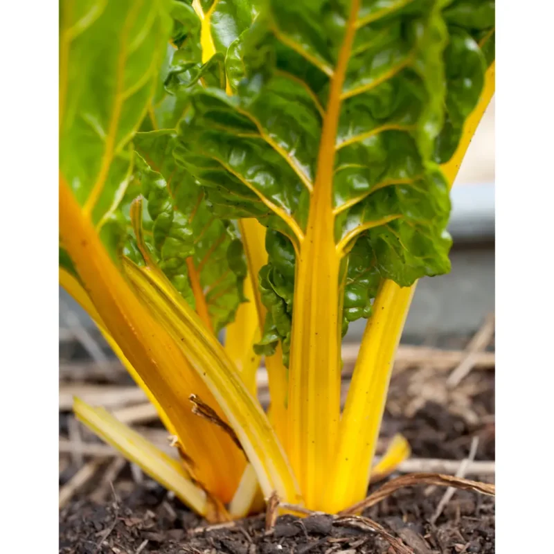 Mángold vetőmag, sárga, 50 g – SzentesiMag