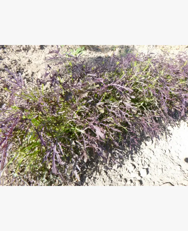 Mizuna vetőmag, Red Frilly (fodros, bordó levelű), 2 g – SzentesiMag 2