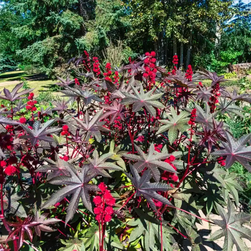 Ricinus növény