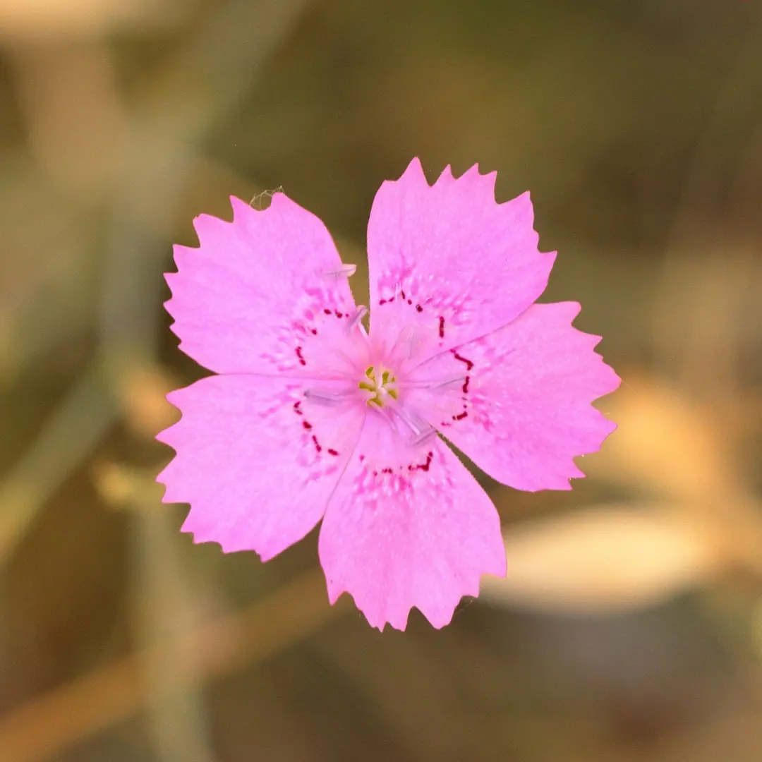 Barátszegfű vetőmag, rózsaszín, 0,5 g – SzentesiMag 2