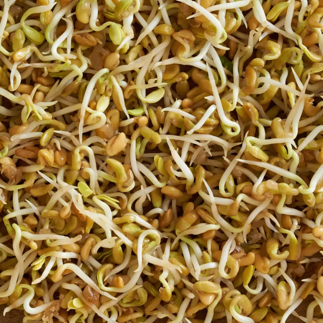 Görögszénamag csíráztatáshoz és mikrozöldnek, 100 g – SzentesiMag
