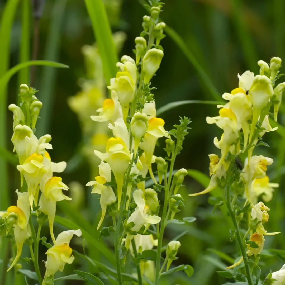 Gyújtoványfű vetőmag, Linaria vulgaris (sárga virágú, évelő), 100 szem – SzentesiMag 2