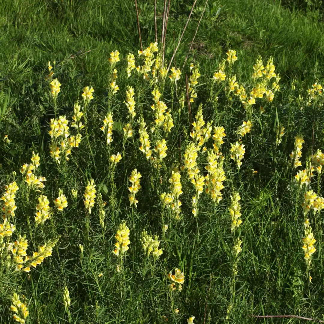 Gyújtoványfű vetőmag, Linaria vulgaris (sárga virágú, évelő), 100 szem – SzentesiMag 3