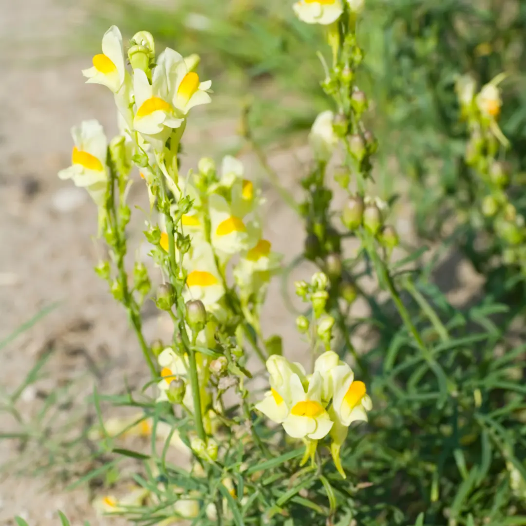 Gyújtoványfű vetőmag, Linaria vulgaris (sárga virágú, évelő), 100 szem – SzentesiMag 4