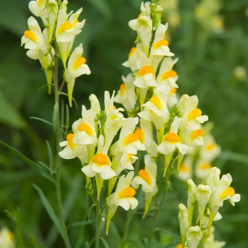 Gyújtoványfű vetőmag, Linaria vulgaris (sárga virágú, évelő), 100 szem – SzentesiMag