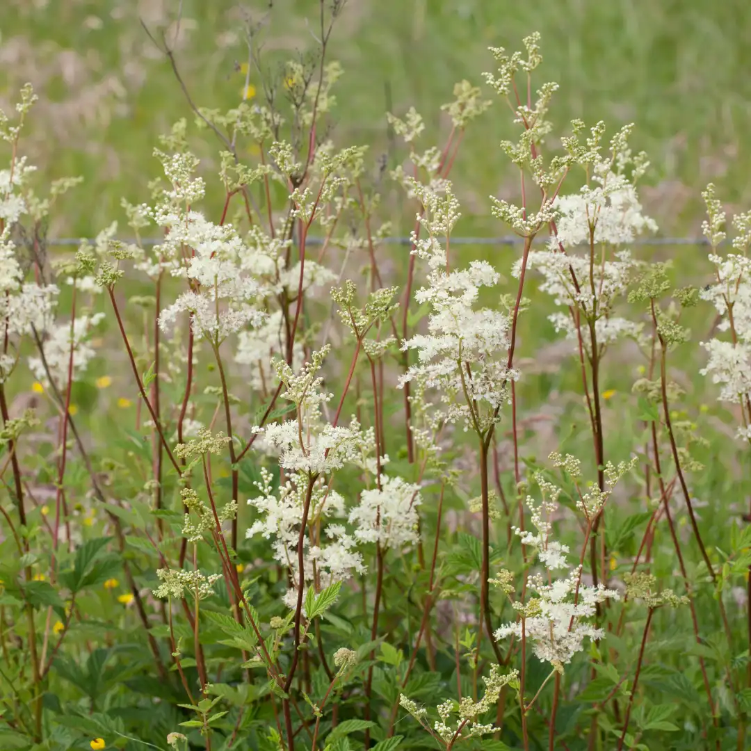 Réti legyezőfű vetőmag, Filipendula ulmaria, 200 szem – SzentesiMag 2
