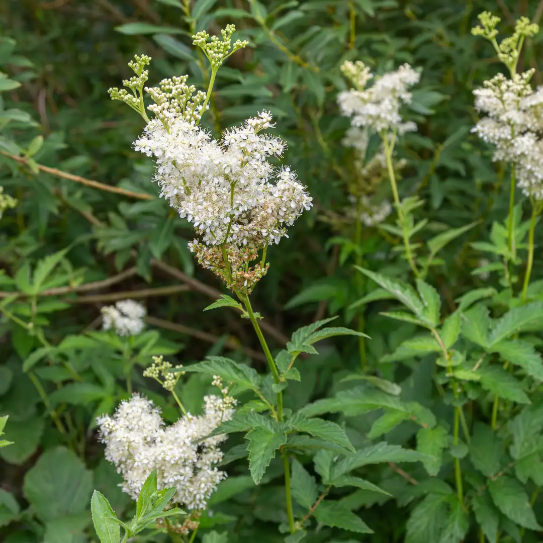 Réti legyezőfű vetőmag, Filipendula ulmaria, 200 szem – SzentesiMag 3