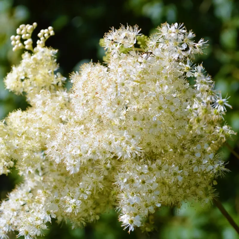 Réti legyezőfű vetőmag, Filipendula ulmaria, 200 szem – SzentesiMag 4