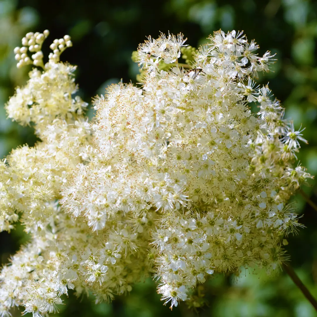 Réti legyezőfű vetőmag, Filipendula ulmaria, 200 szem – SzentesiMag 4