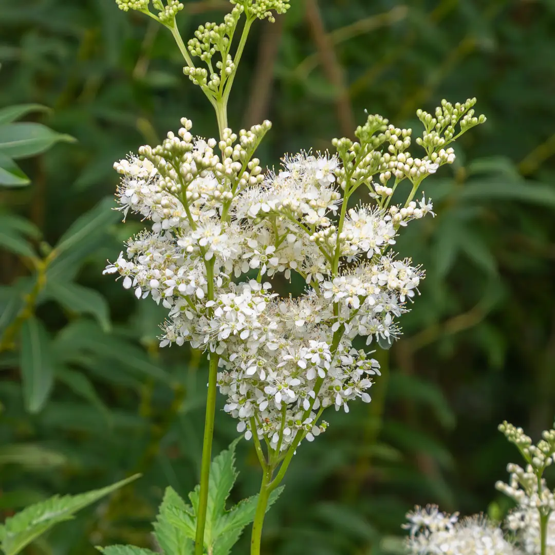 Réti legyezőfű vetőmag, Filipendula ulmaria, 200 szem – SzentesiMag