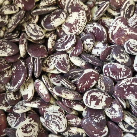 Limabab vetőmag, Zalán (tarkamagvú, futó), 50 g – SzentesiMag