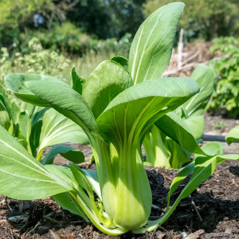 Pak choi (bordáskel) vetőmag, Green (zöld levélnyelű), 1 g – SzentesiMag