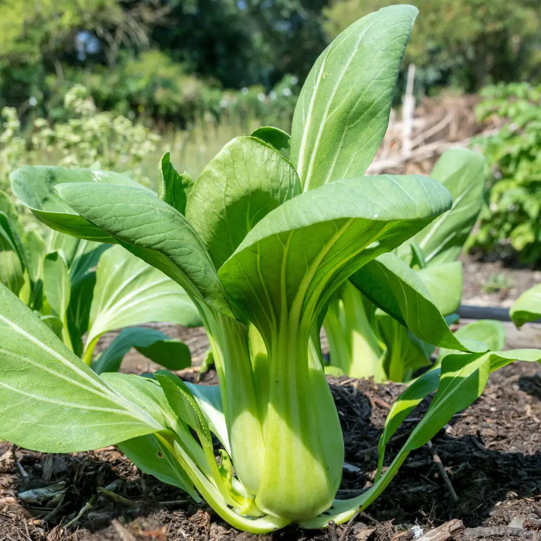 Pak choi (bordáskel) vetőmag, Green (zöld levélnyelű), 1 g – SzentesiMag
