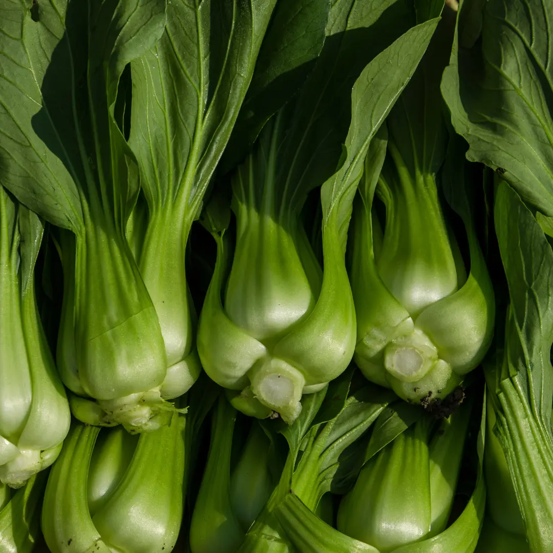 Pak choi (bordáskel) vetőmag, Green (zöld levélnyelű), 1 g – SzentesiMag 3