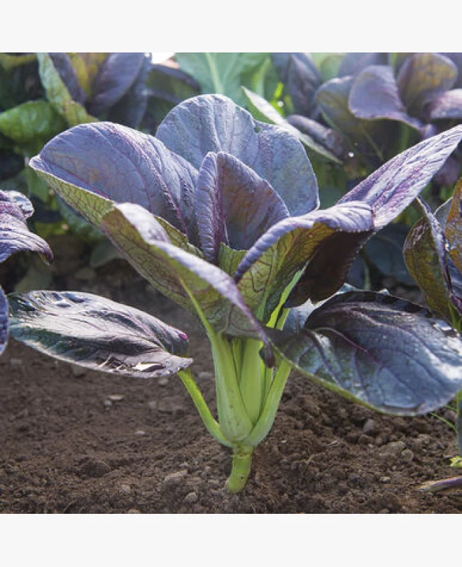 Pak choi (bordáskel) vetőmag, Red (vörös levelű), 2 g – SzentesiMag