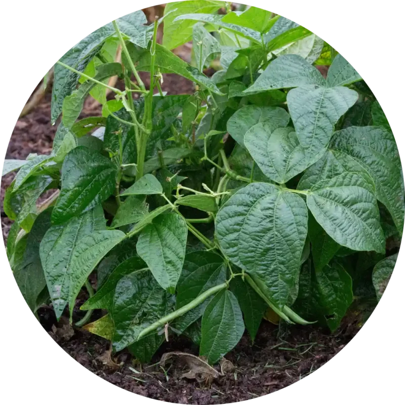 Bokorbab