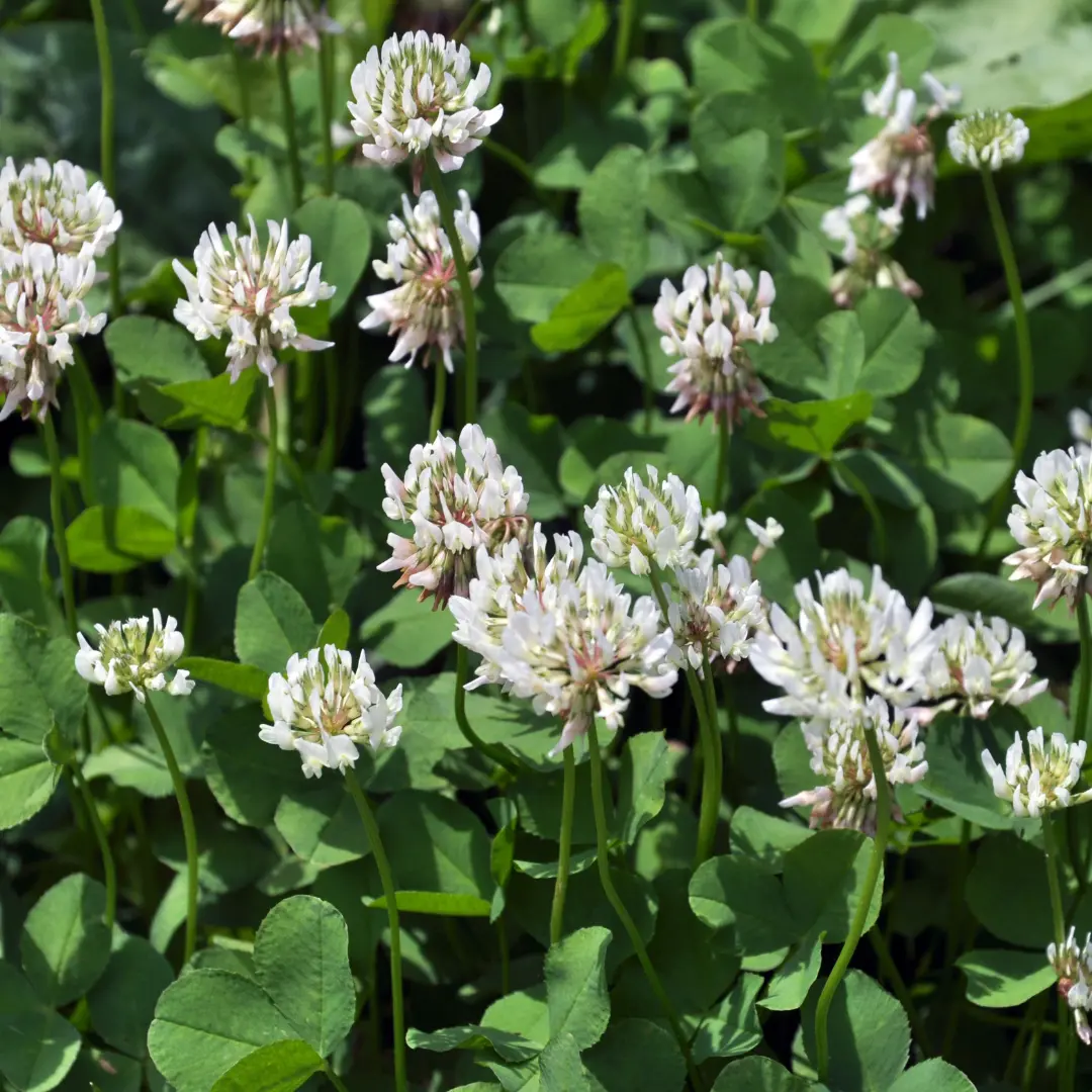 fehérhere_trifolium repens