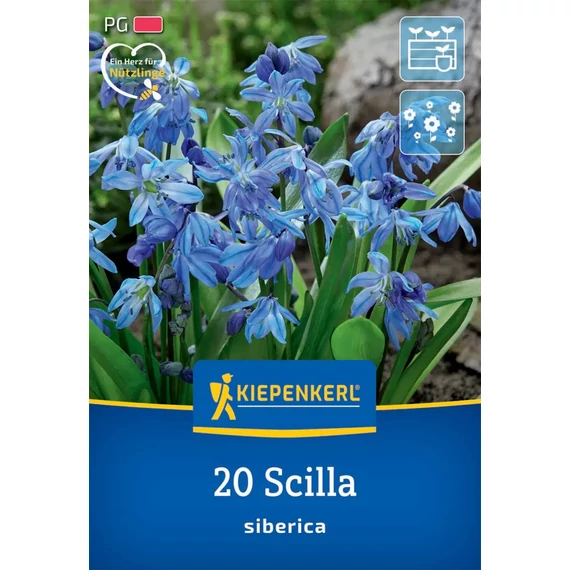 Bókoló csillagvirág (Scilla siberica) virághagyma, 20 db – Kiepenkerl