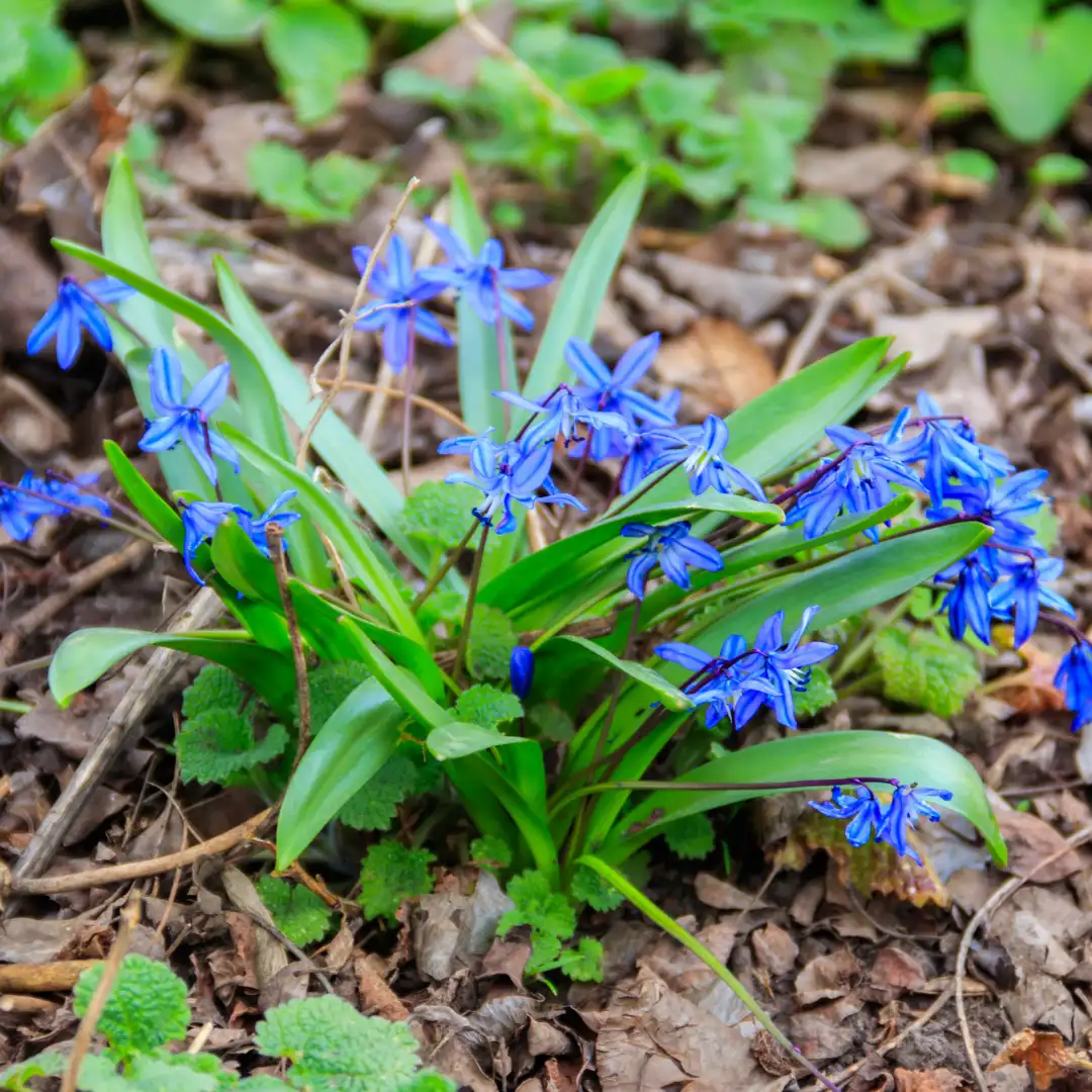 Bókoló csillagvirág Scilla siberica