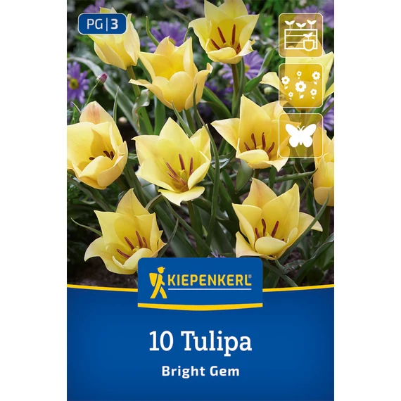Botanikai tulipán virághagyma, Bright Gem (Tulipa batalinii ‘Bright Gem’), 10 db – Kiepenkerl