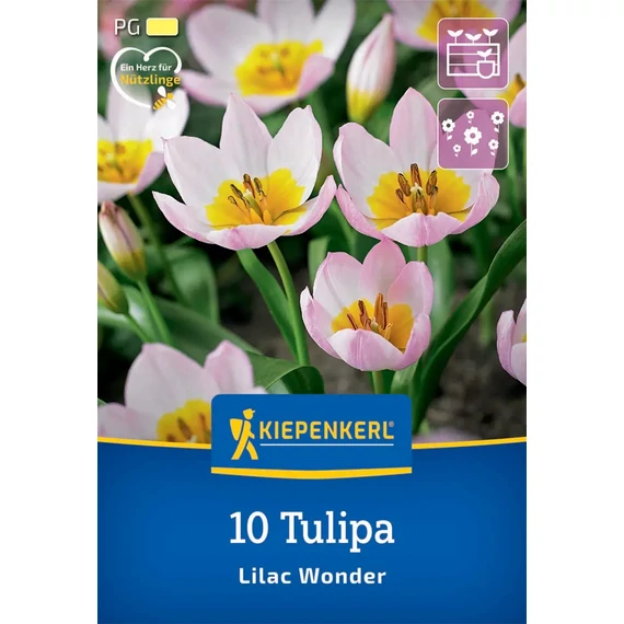 Botanikai tulipán virághagyma, Lilac Wonder, 10 db – KIEPENKERL