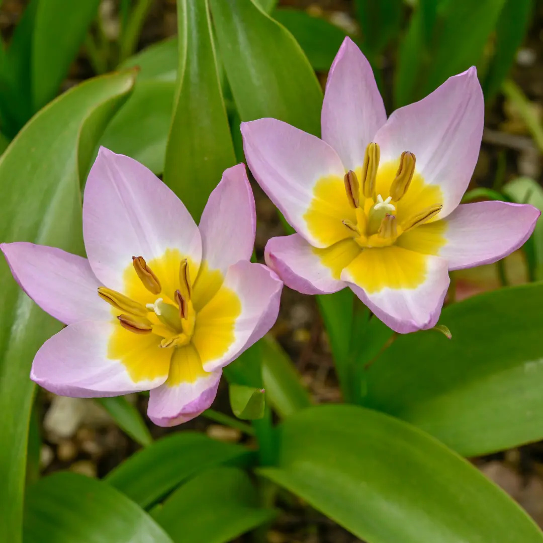 Botanikai tulipán virághagyma, Lilac Wonder 2