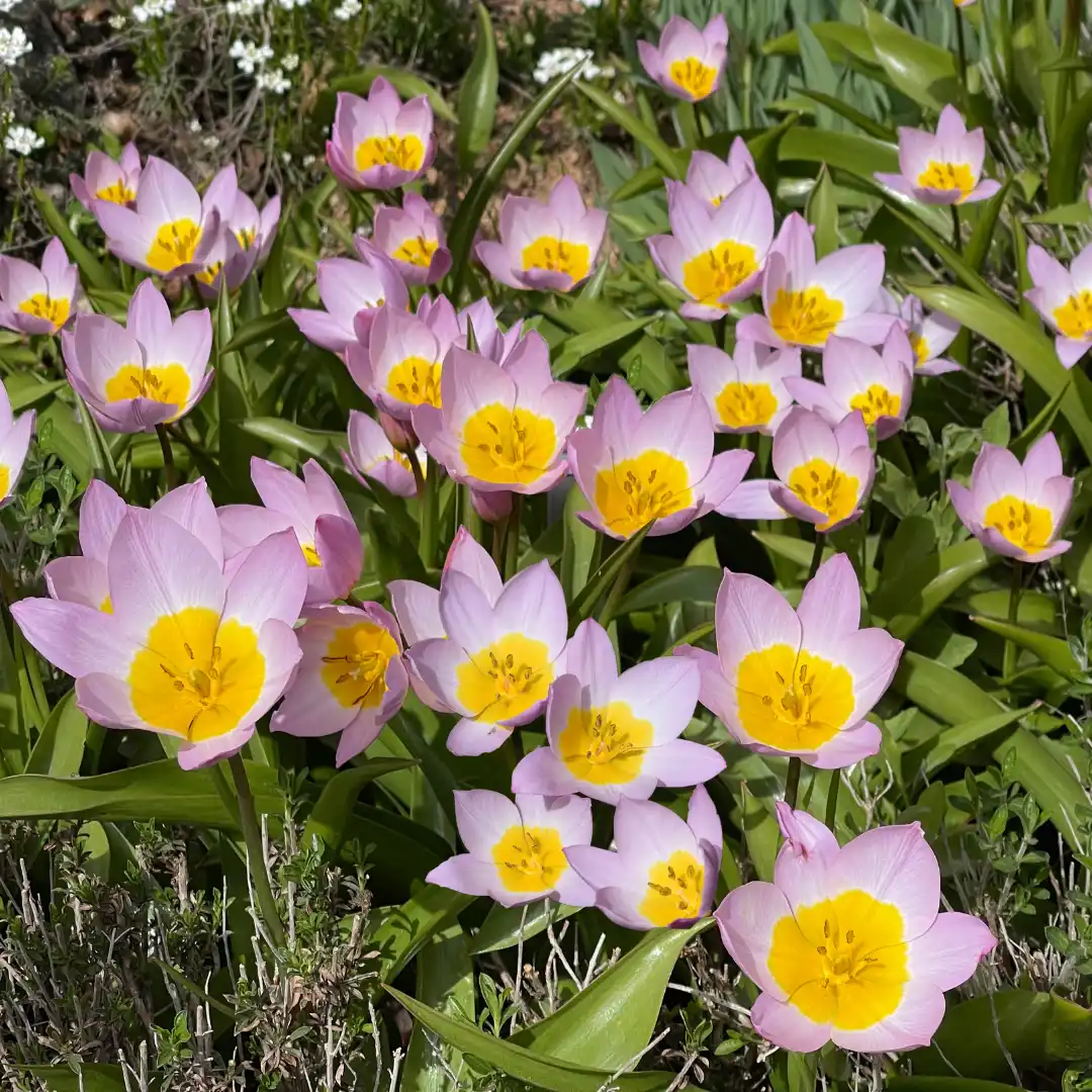 Botanikai tulipán virághagyma, Lilac Wonder