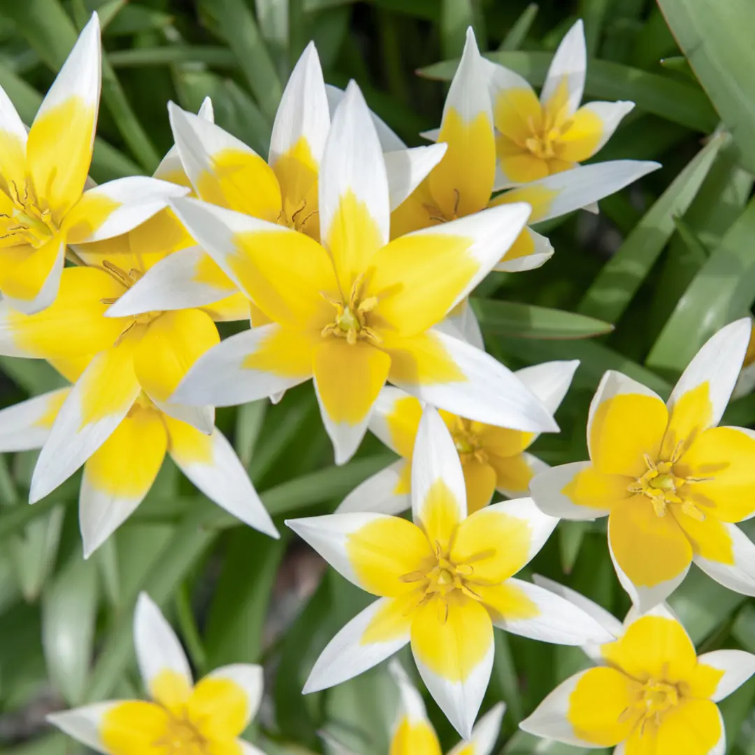 Botanikai tulipán virághagyma, kétszínű tulipán (Tulipa tarda), 10 db – Kiepenkerl 2