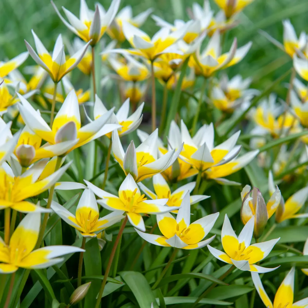 Botanikai tulipán virághagyma, kétszínű tulipán (Tulipa tarda), 10 db – Kiepenkerl 3